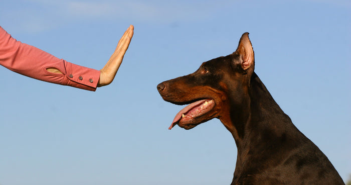 4 Signs  You Must Hire A Dog Trainer