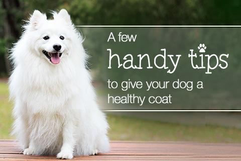 Healthy, soft & shiny dog coat tips and tricks