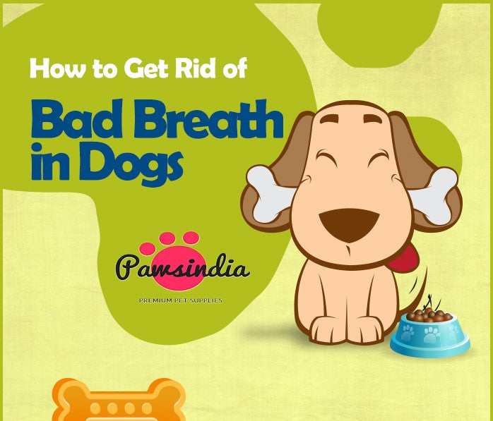 How to Get Rid of Bad Breath in Dogs