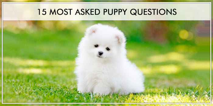 15 Most Important Puppy Questions to ask