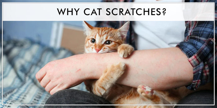 Why Cat Scratches?