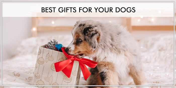 Best and Unique Gift for Dogs and Dog Lovers