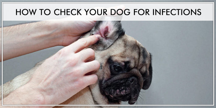 How Can i Tell if my Dog has an Infection : Simple Remedies to Cure