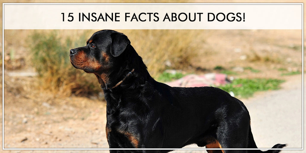 15 Insane Facts About Dogs!