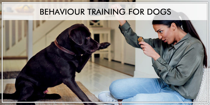 A Guide to Behaviour Training For Dogs