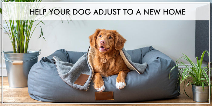 Help Your Puppy Adjust To A New Home
