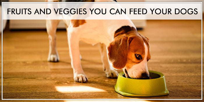 STOP! Don't Feed These Food Items To Your Dog