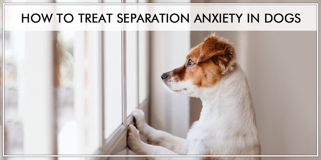 How To Treat Separation Anxiety In Dogs