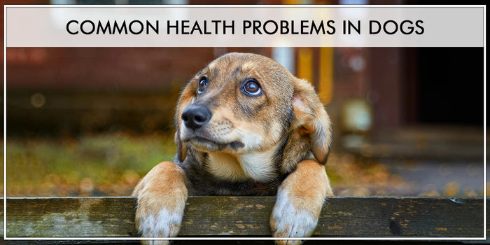 Common Health Problems In Dogs