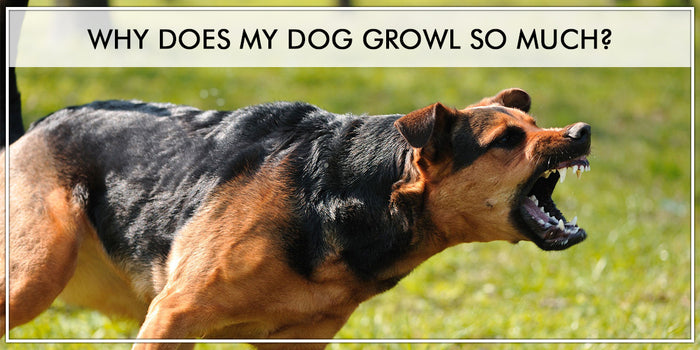 Why Does My Dog Growl So Much?