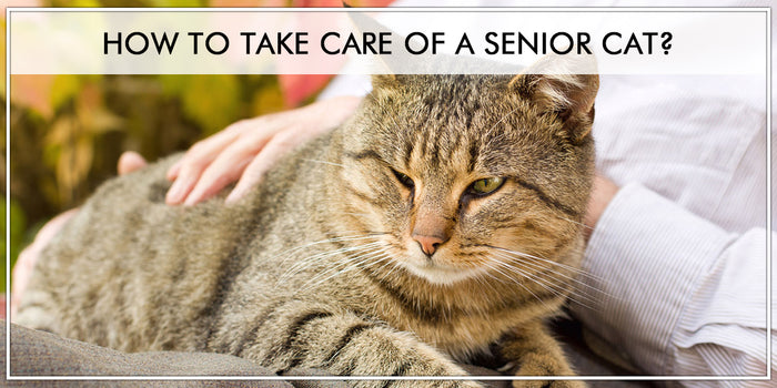 7 Tips for Taking Care Of A Senior Cat?