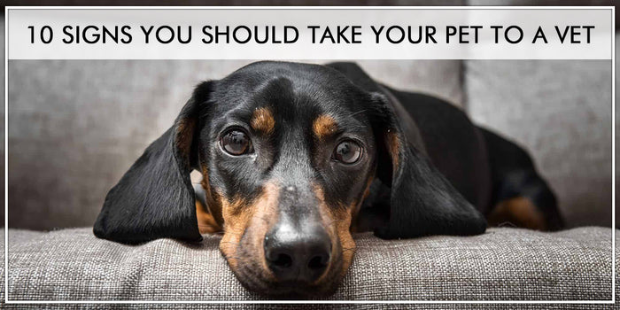 10 Signs You Should Take Your Pet To A Vet