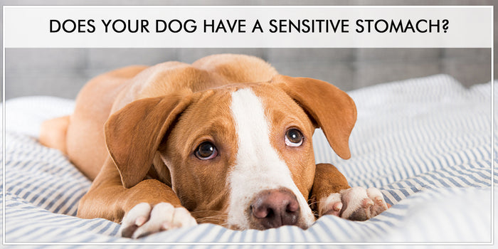 DOES YOUR DOG HAVE A SENSITIVE STOMACH?