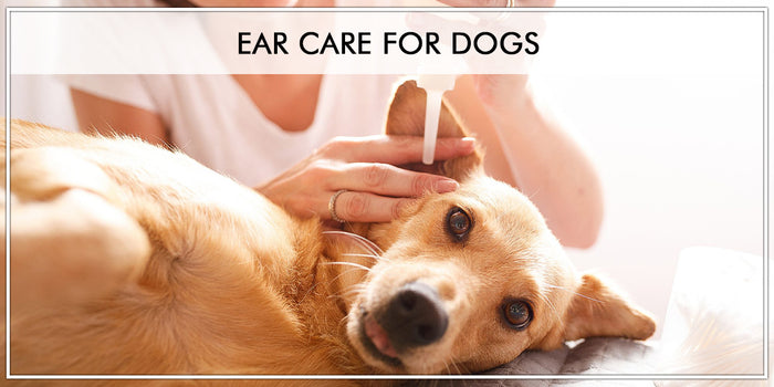 How to Care for Dog Ears: Ear Care Tip