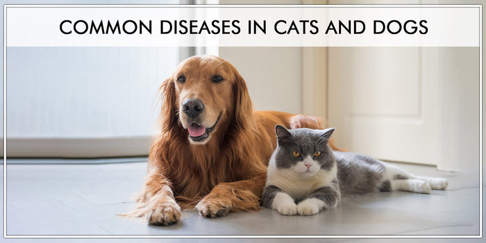Common Diseases In Cats and Dogs