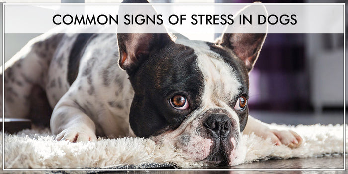 Common Signs Of Stress In Dogs