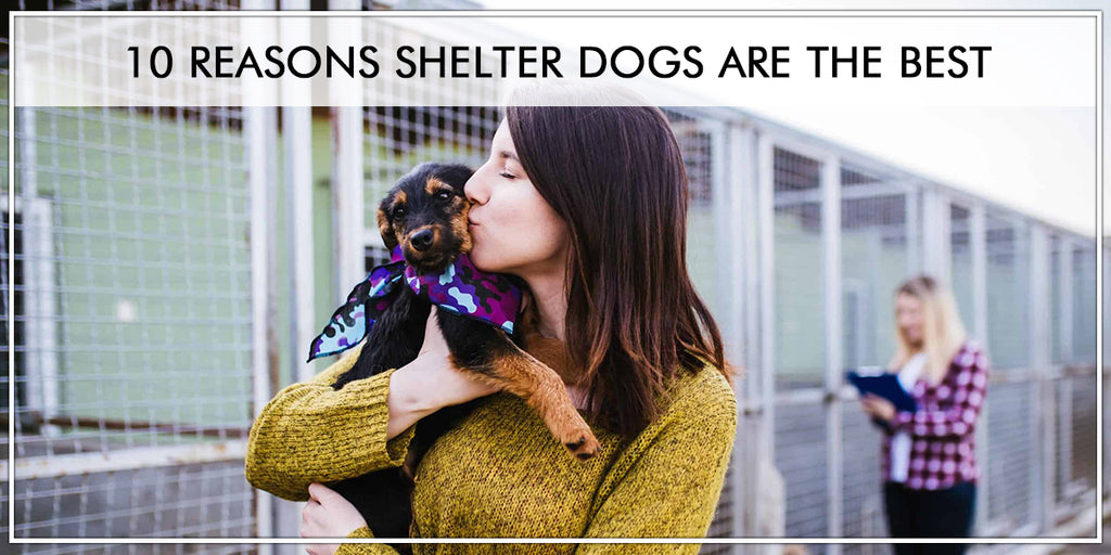 10 Reasons to Adopt a Shelter Dog - Pawsindia