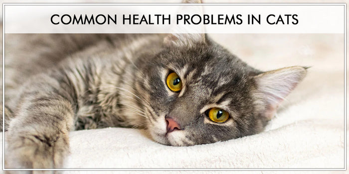 Common Health Problems In Cats