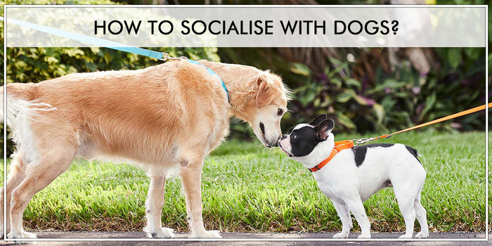 Tips to Socialise your Dog with Other Pets and Humans