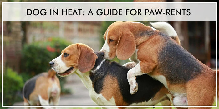 Dog in Heat: A guide for paw-rents