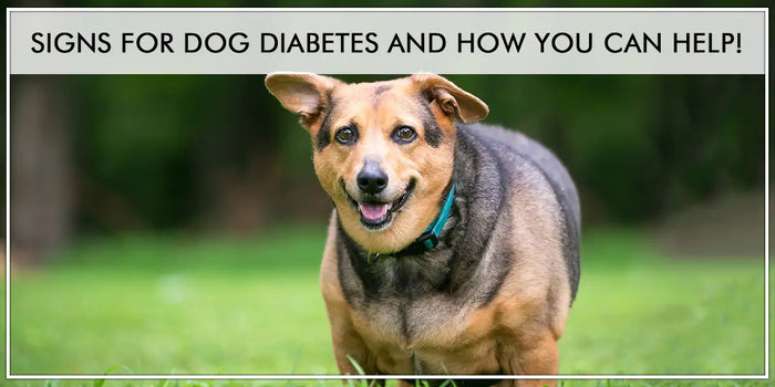 Signs for dog diabetes and how you can help!