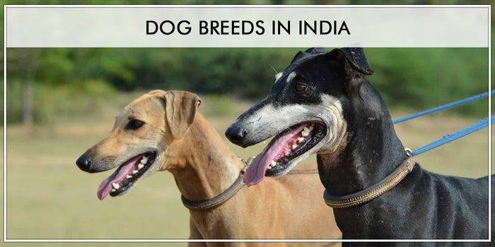 12 Most Popular Dog Breed in India 2023