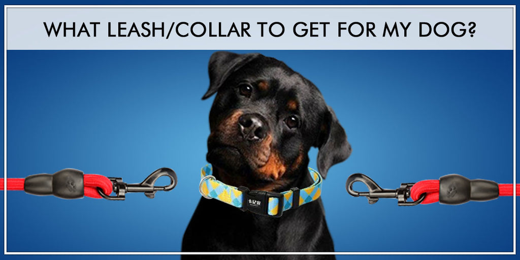 What Leash/Collar To Get For My Dog?