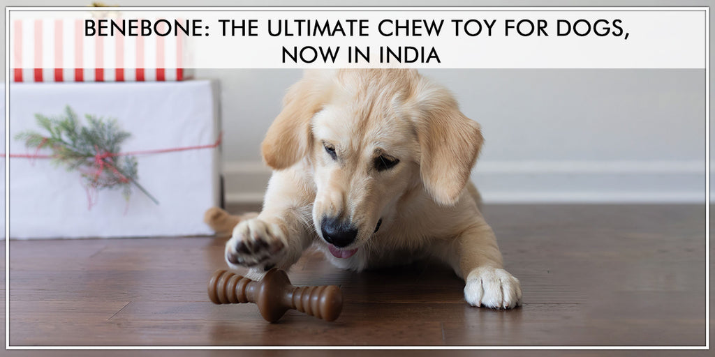 Benebone: The Ultimate Chew Toy For Dogs, Now In India