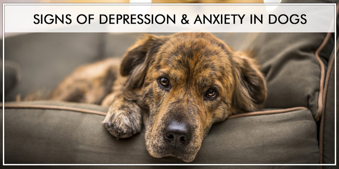 Signs Of Depression & Anxiety In Dogs