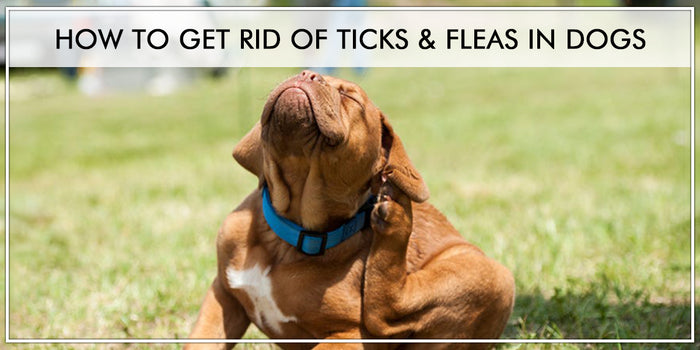 How To Get Rid Of Ticks & Fleas  in Dogs