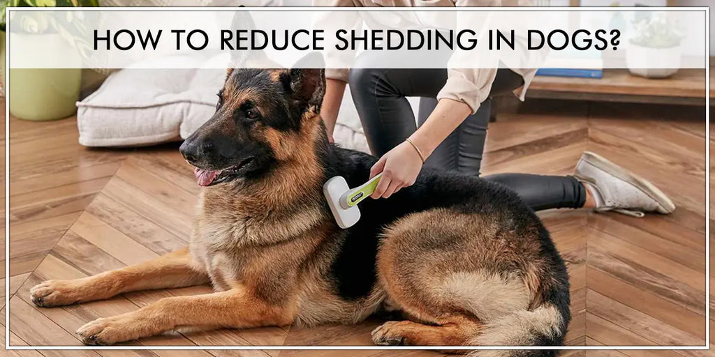 How To Reduce Shedding In Dogs?