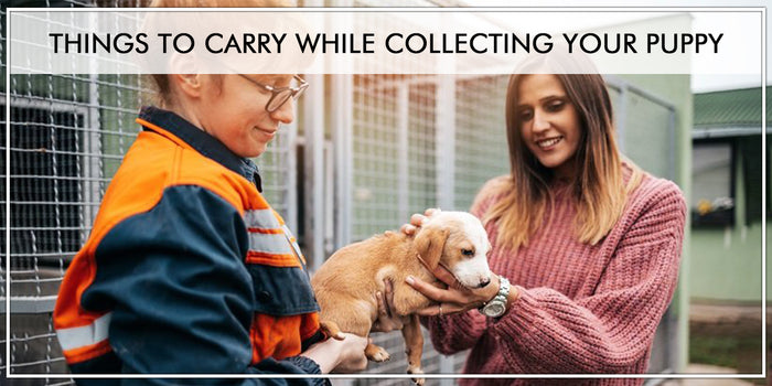 Things to Carry while Collecting Your Puppy
