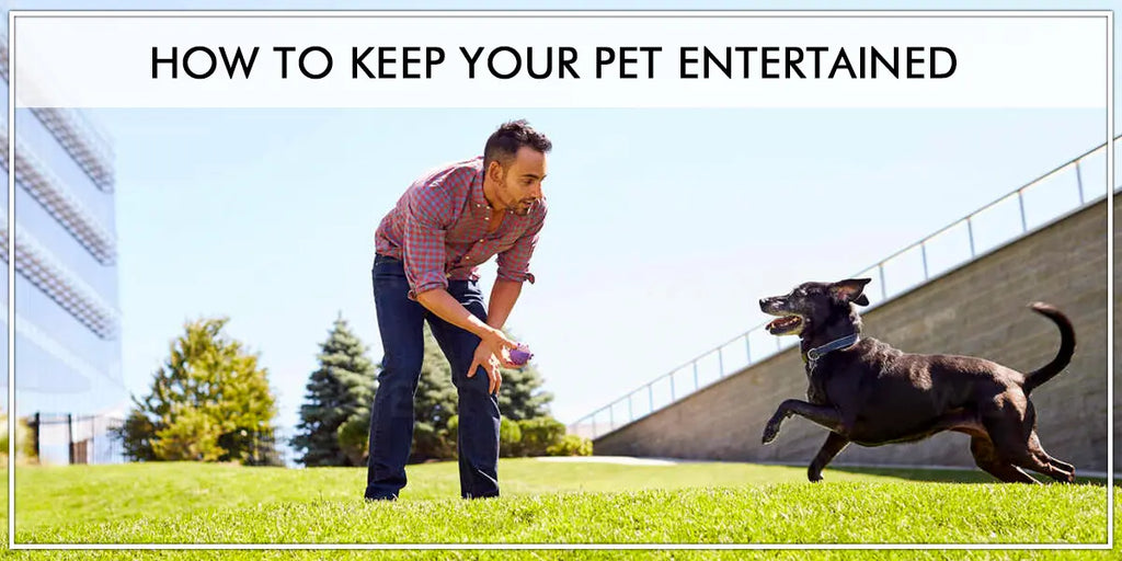 How To Keep Your Pet Entertained
