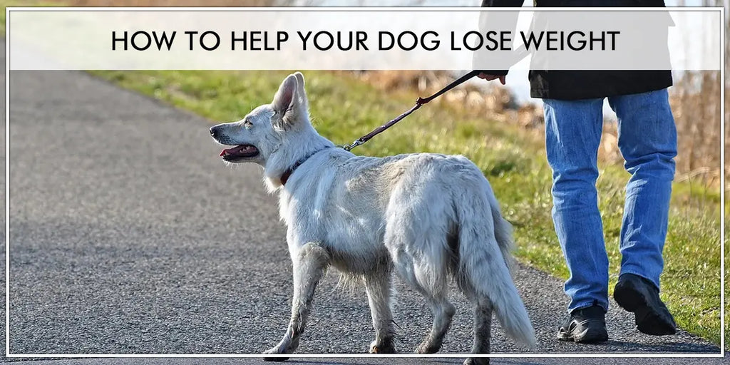 How to help your dog lose weight