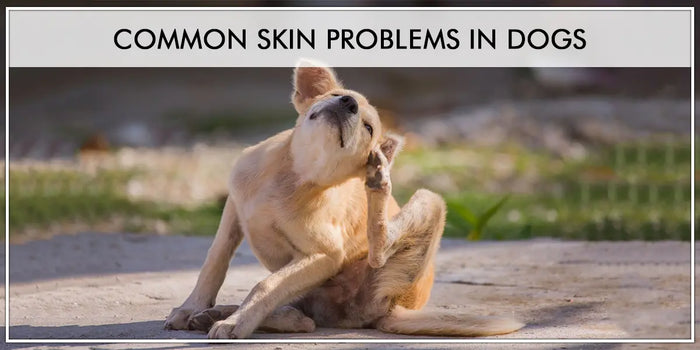 Common Skin Problems In Dogs