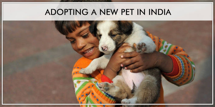 How to Adopt a New Pet In India : Guide by Pawsindia