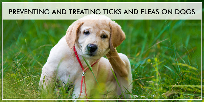 Preventing And Treating Ticks And Fleas On Dogs
