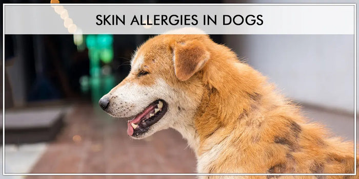 Skin Allergies In Dogs