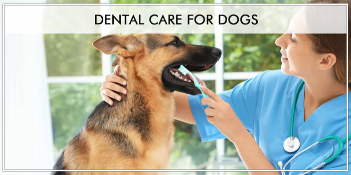 Dog Dental Care : Ways to Keep Your Dog Teeth Clean