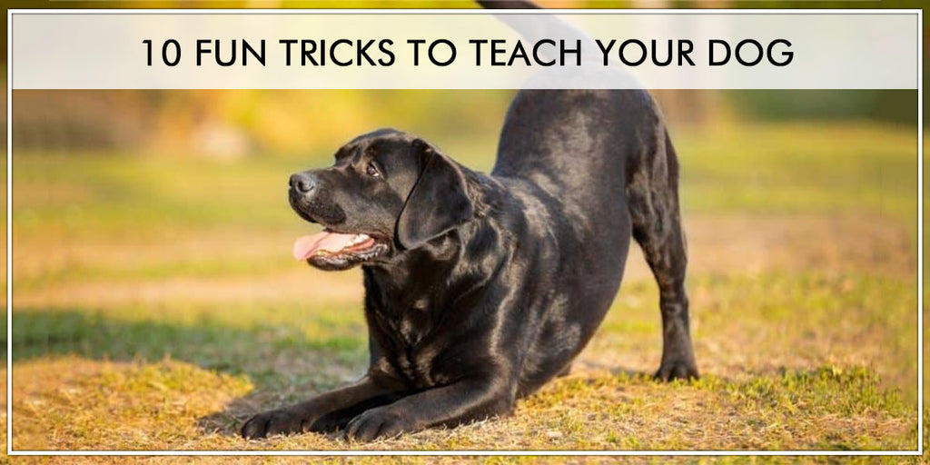 10 Fun Tricks To Teach Your Dog