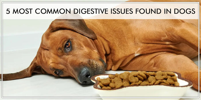 5 Most Common Digestive Issues Found in Dogs