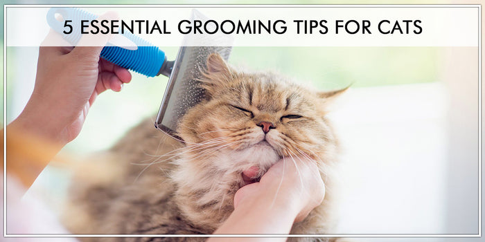 5 Essential Grooming Tips For Cats