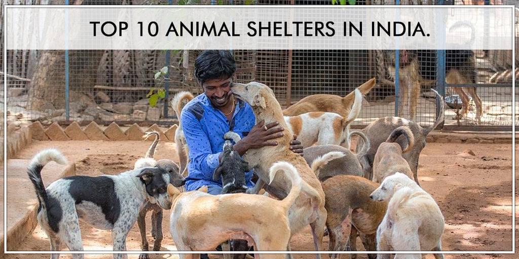Top 10 Animal Shelters In India