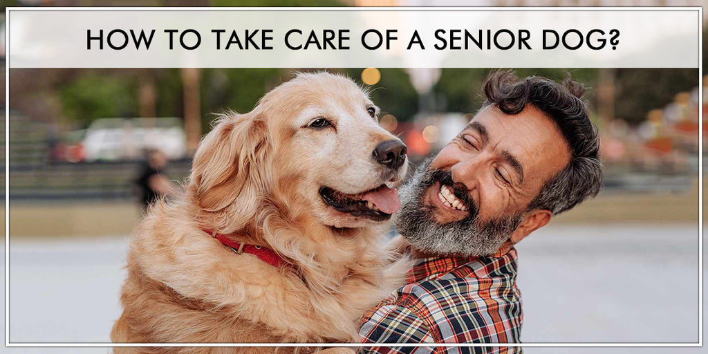 How To Take Care Of A Senior Dog?