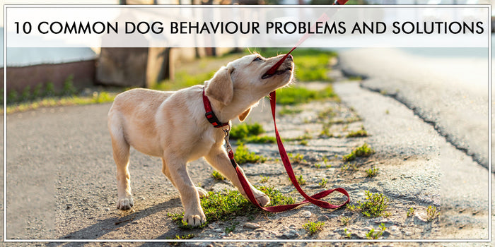 10 Common Dog Behaviour Problems And Solutions