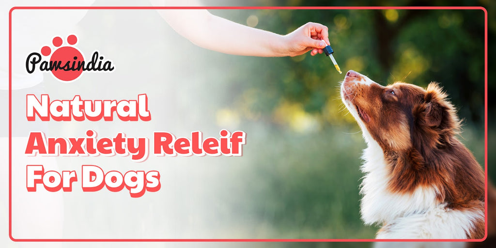 Natural Relief for Dog Anxiety