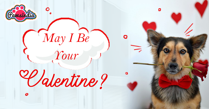 Celebrate this Valentine’s Day with Your Four- Legged Companion