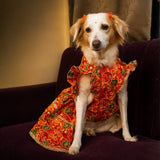 PawsIndia Traditional Red Maharani Dress for Dogs – Limited Edition
