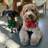 Pawsindia Velvet Bow Tie - Green