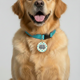 Customized Pet Id Tag - All The Bitches Love Me